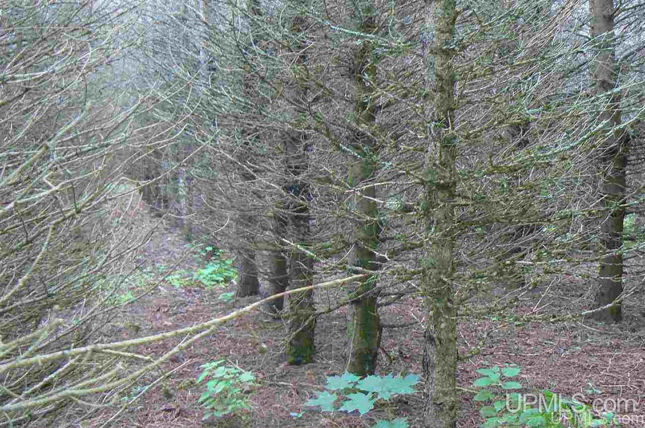 Tbd Slapneck Road, Unit 1 Chatham, MI 49816 - Photo 2 of 2