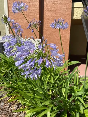 a picture of plants