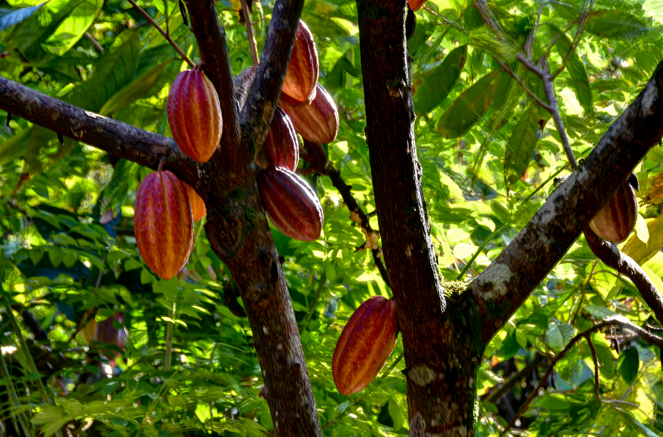 29-3871 Kanna Road Papaikou, HI 96781 - Photo 21 of 22