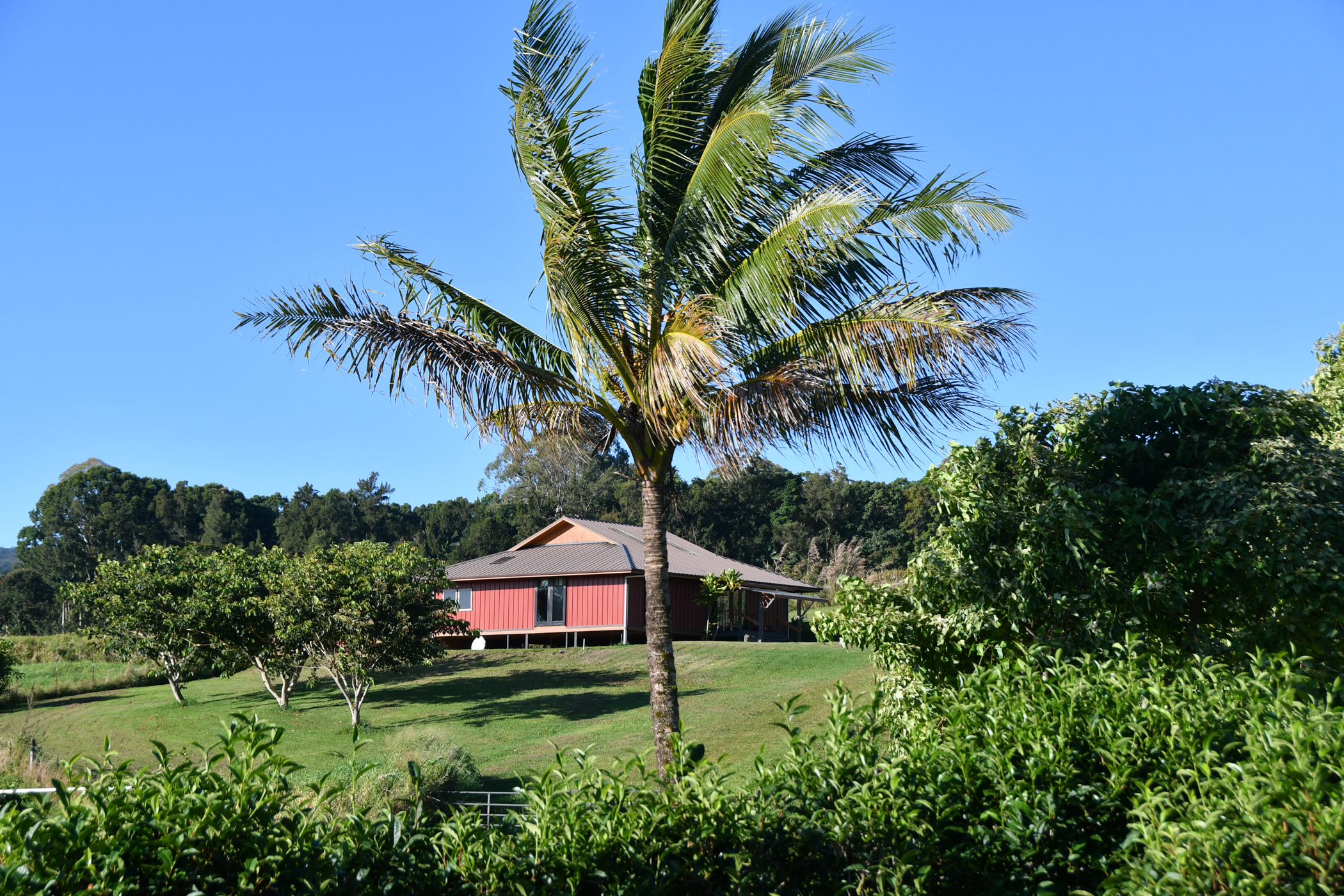 29-3871 Kanna Road Papaikou, HI 96781 - Photo 10 of 22