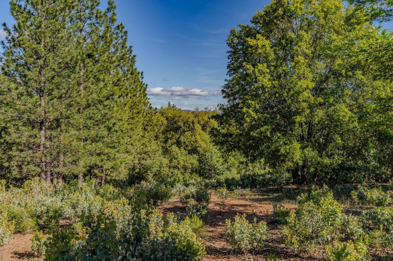 211 Fox Road Glencoe, CA 95232 - Photo 84 of 94