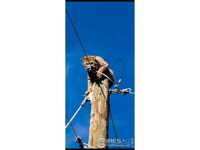 $675,000 | 3501 Raptor Ridge Lane, Laporte, CO 80535