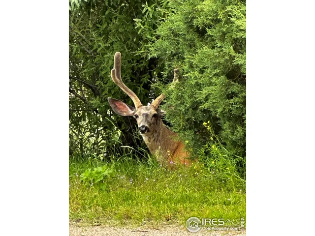 $675,000 | 3501 Raptor Ridge Lane, Laporte, CO 80535