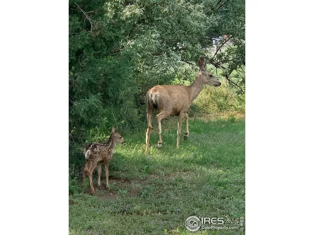 $675,000 | 3501 Raptor Ridge Lane, Laporte, CO 80535