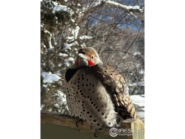 $675,000 | 3501 Raptor Ridge Lane, Laporte, CO 80535