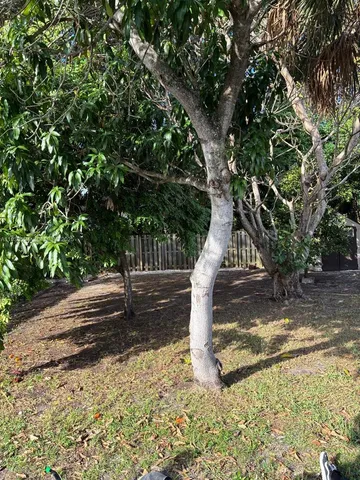 a view of a yard with a tree