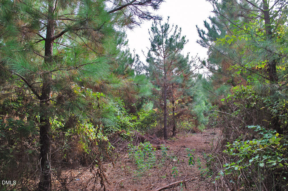 1 Sam Young Road Oxford, NC 27565 - Photo 15 of 20 a view of a yard with plants and trees