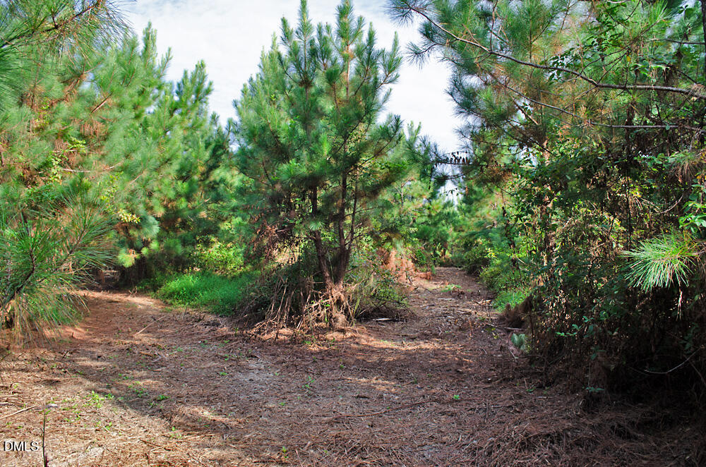 1 Sam Young Road Oxford, NC 27565 - Photo 16 of 20 a view of a forest with trees