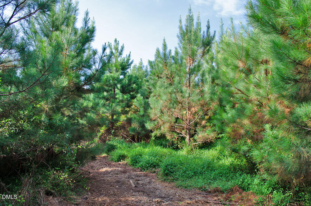 1 Sam Young Road Oxford, NC 27565 - Photo 17 of 20 a view of a yard with plants and a trees