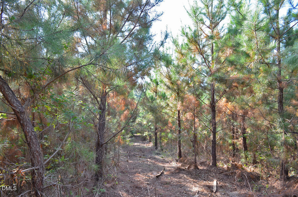 1 Sam Young Road Oxford, NC 27565 - Photo 19 of 20 a view of forest