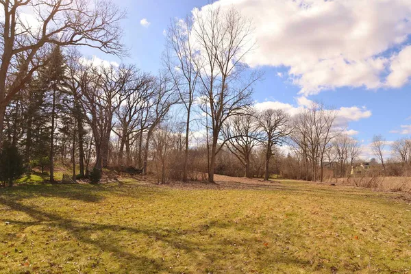 a view of large trees and a yard