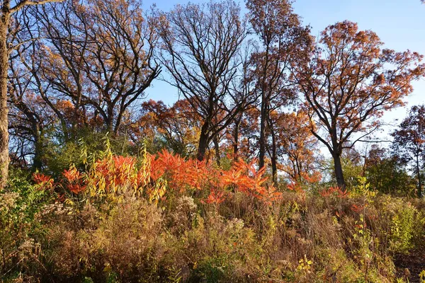 a view of a trees in a yard