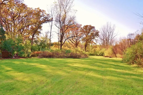 a view of dirt yard with a large tree