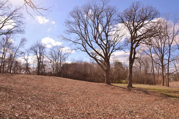 a yard with a tree