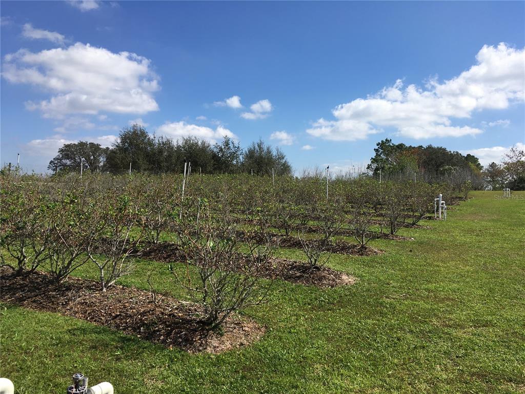 1296 Pfundstein Road Babson Park, FL 33827 - Photo 1 of 1 Rows & Rows of Blueberry Bushes:)