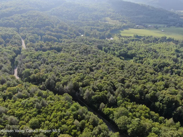 a view of a forest with a street