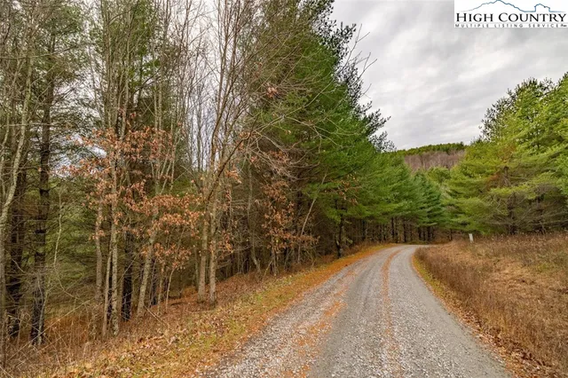 a view of a yard with plants and large trees
