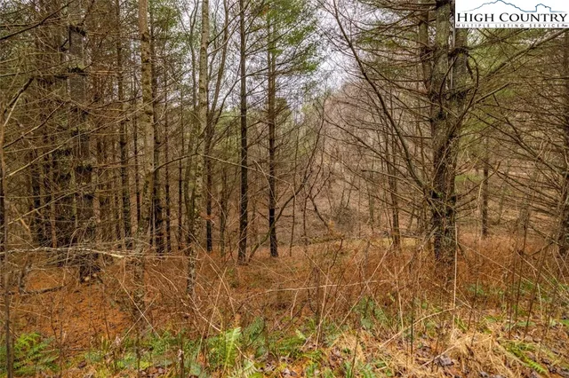 a view of a yard with trees