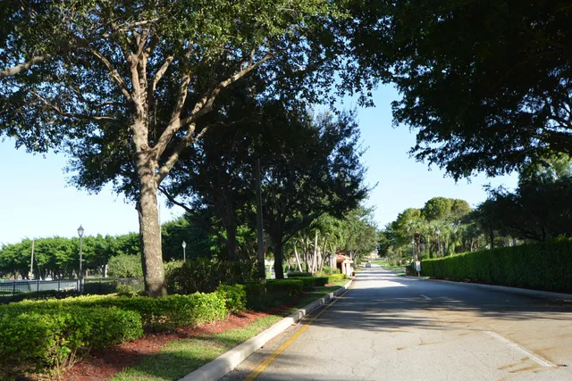 a street view with large trees