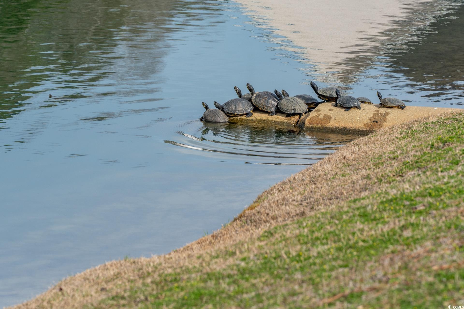 185 Balsa Drive Longs, SC 29568 - Photo 39 of 40