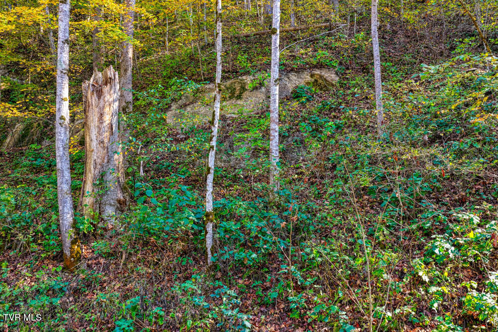 275 Wake Forest Road Eidson, TN 37731 - Photo 36 of 57 275 Wake Forest. Eidson MLSa (17 of 49)