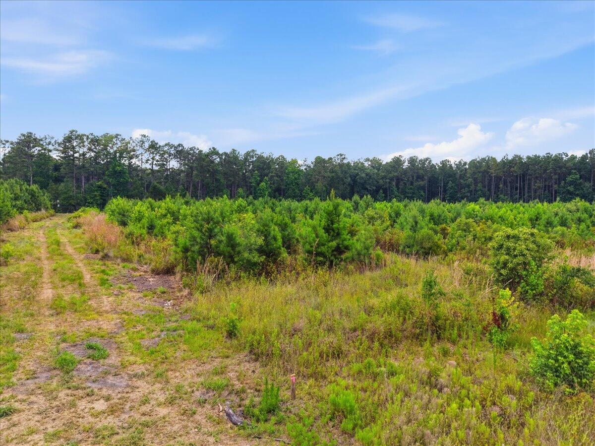 0 Adams Road Cottageville, SC 29435 - Photo 14 of 15 13-013
