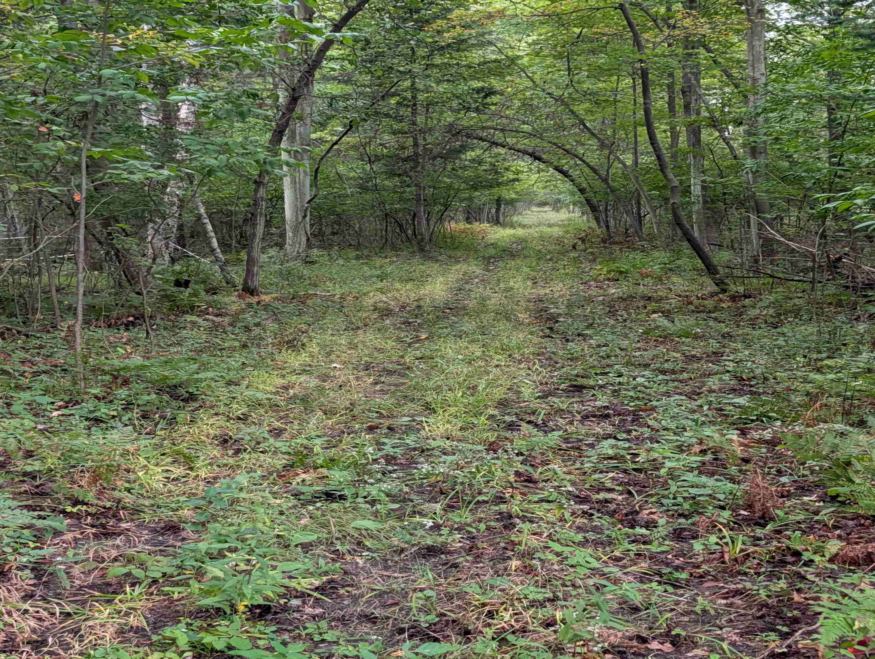 N/a West Huron Road Omer, MI 48749 - Photo 6 of 23 1950587-98c2daad-2d11-4563-8cd8-fa5b0f712b13.JPG