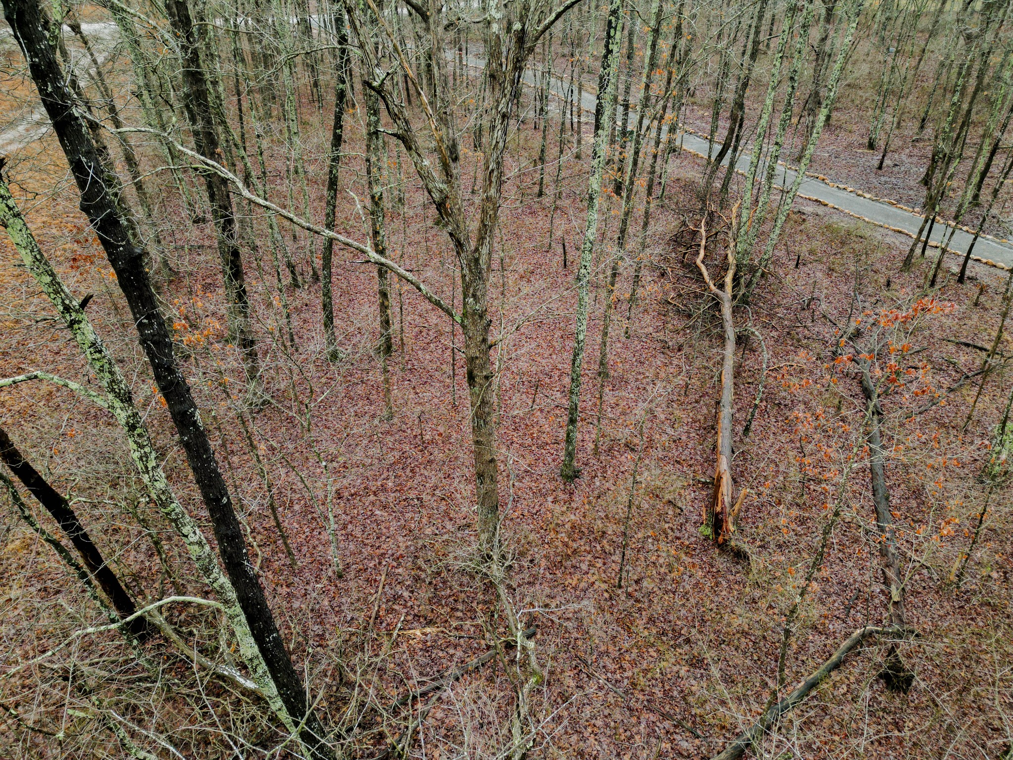 207 Sunset Bluff Monteagle, TN 37356 - Photo 11 of 13 a view of a dry yard with trees in the background