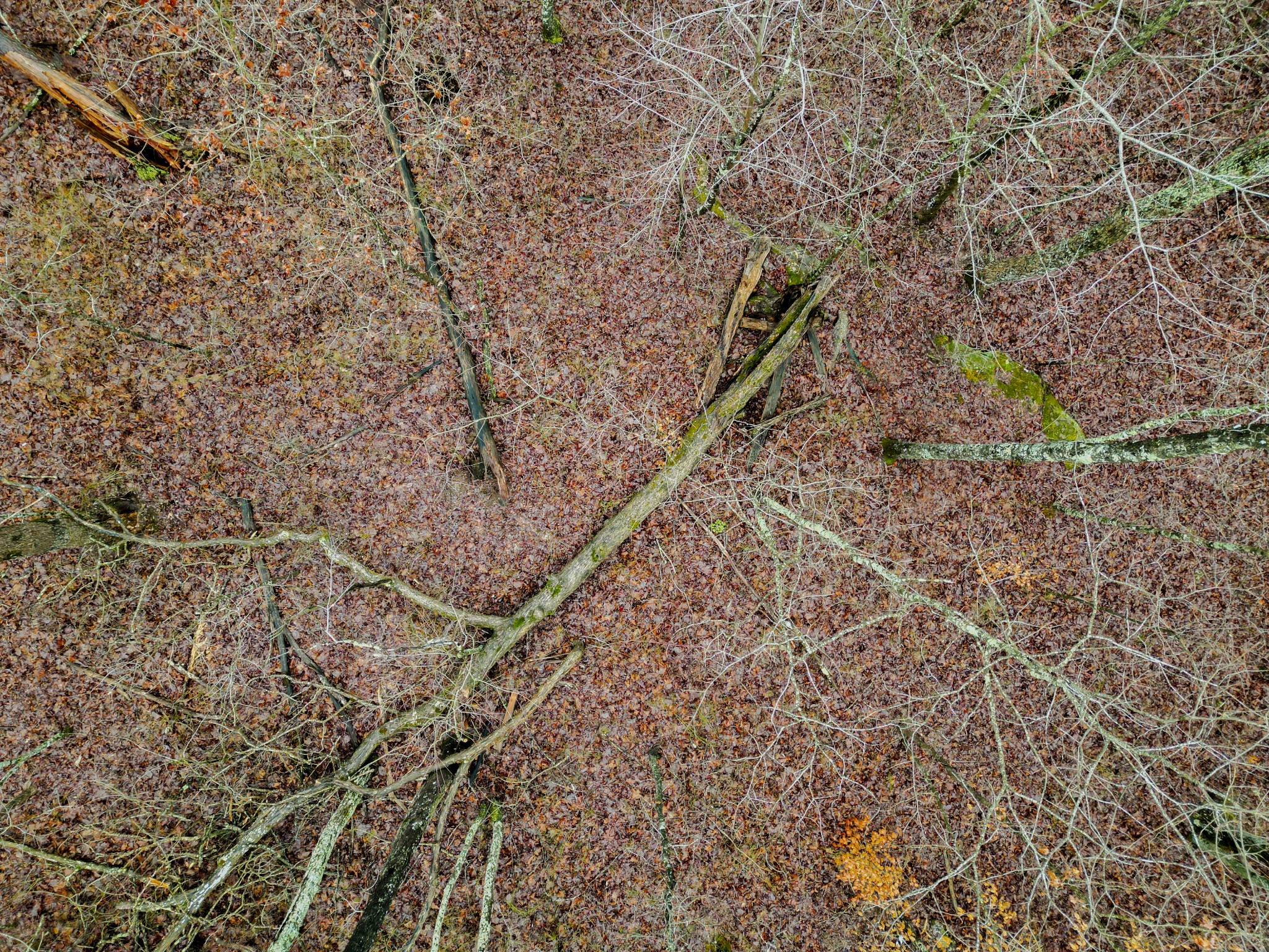 207 Sunset Bluff Monteagle, TN 37356 - Photo 12 of 13 a view of a yard with a tree