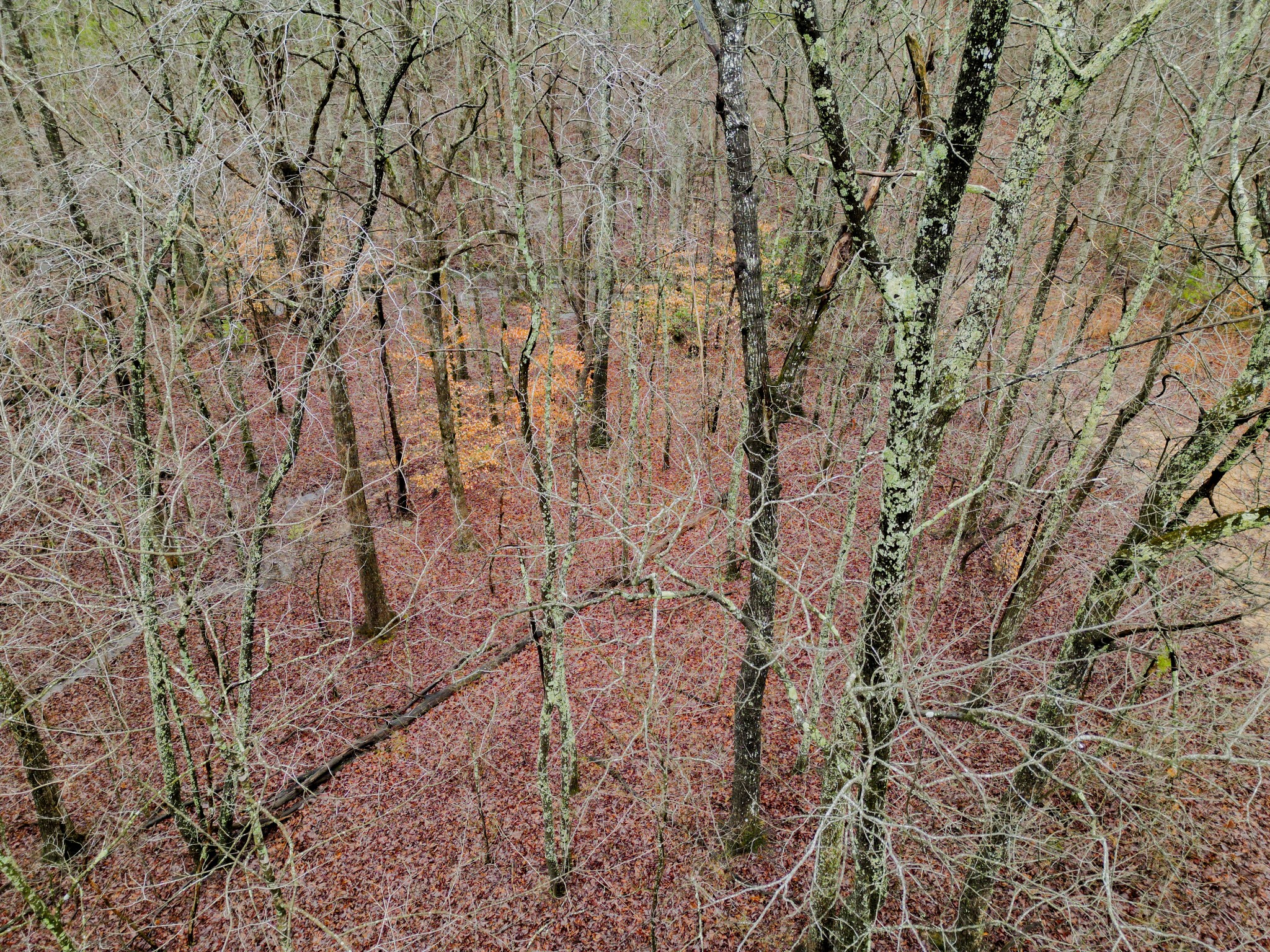 207 Sunset Bluff Monteagle, TN 37356 - Photo 10 of 13 a view of a yard with a tree
