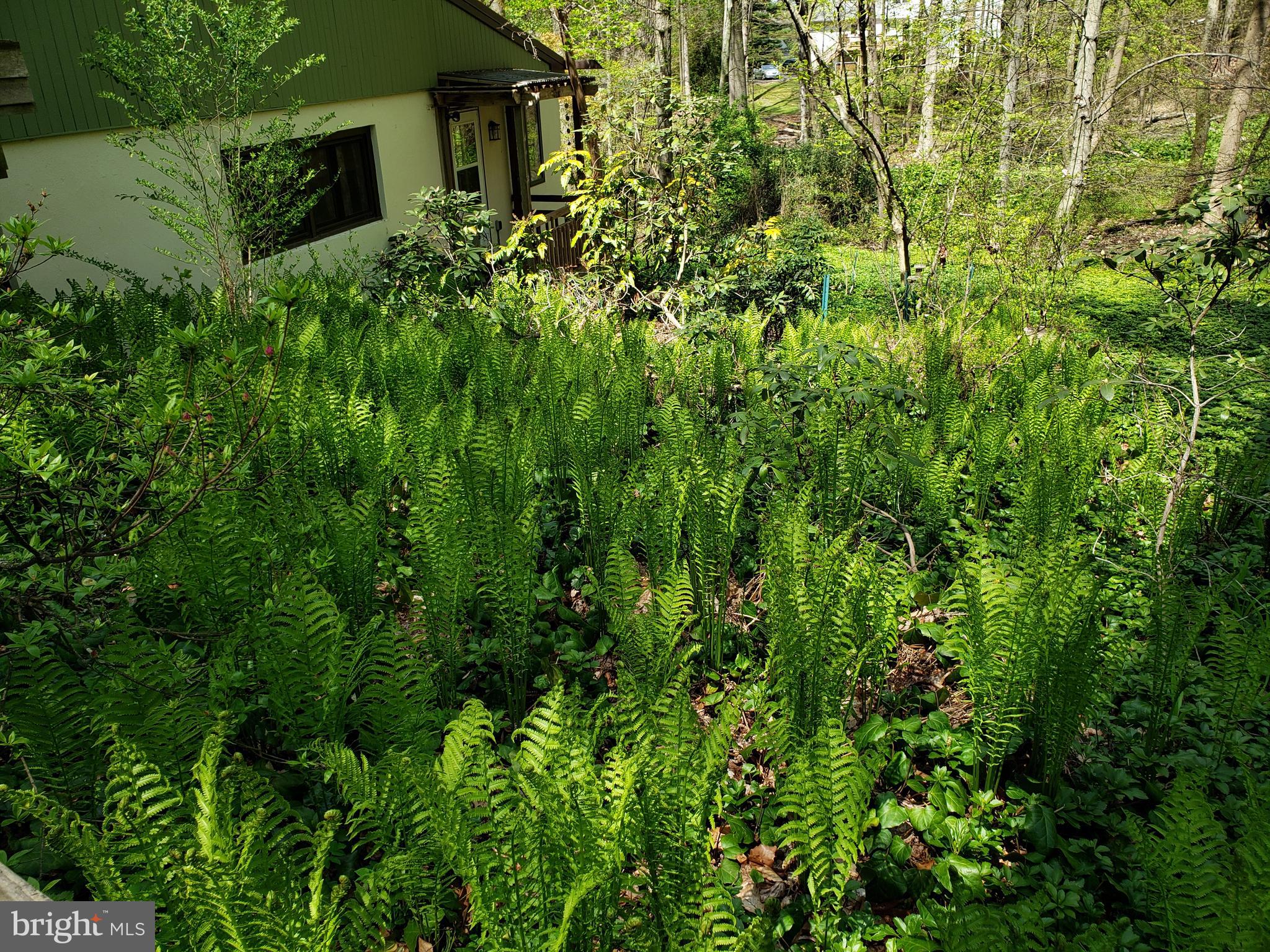 101 Pugh Road Wayne, PA 19087 - Photo 7 of 22 Side Yard Ferns