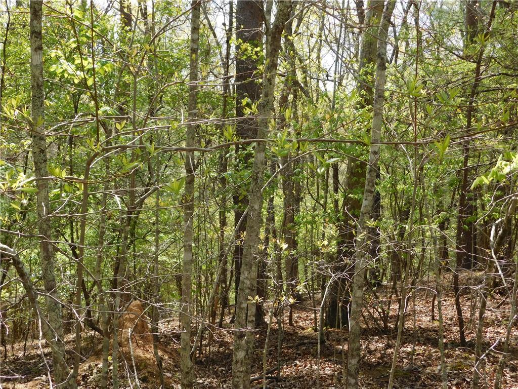 0 Dallas Lane Blue Ridge, GA 30513 - Photo 10 of 27 a close up of a plant