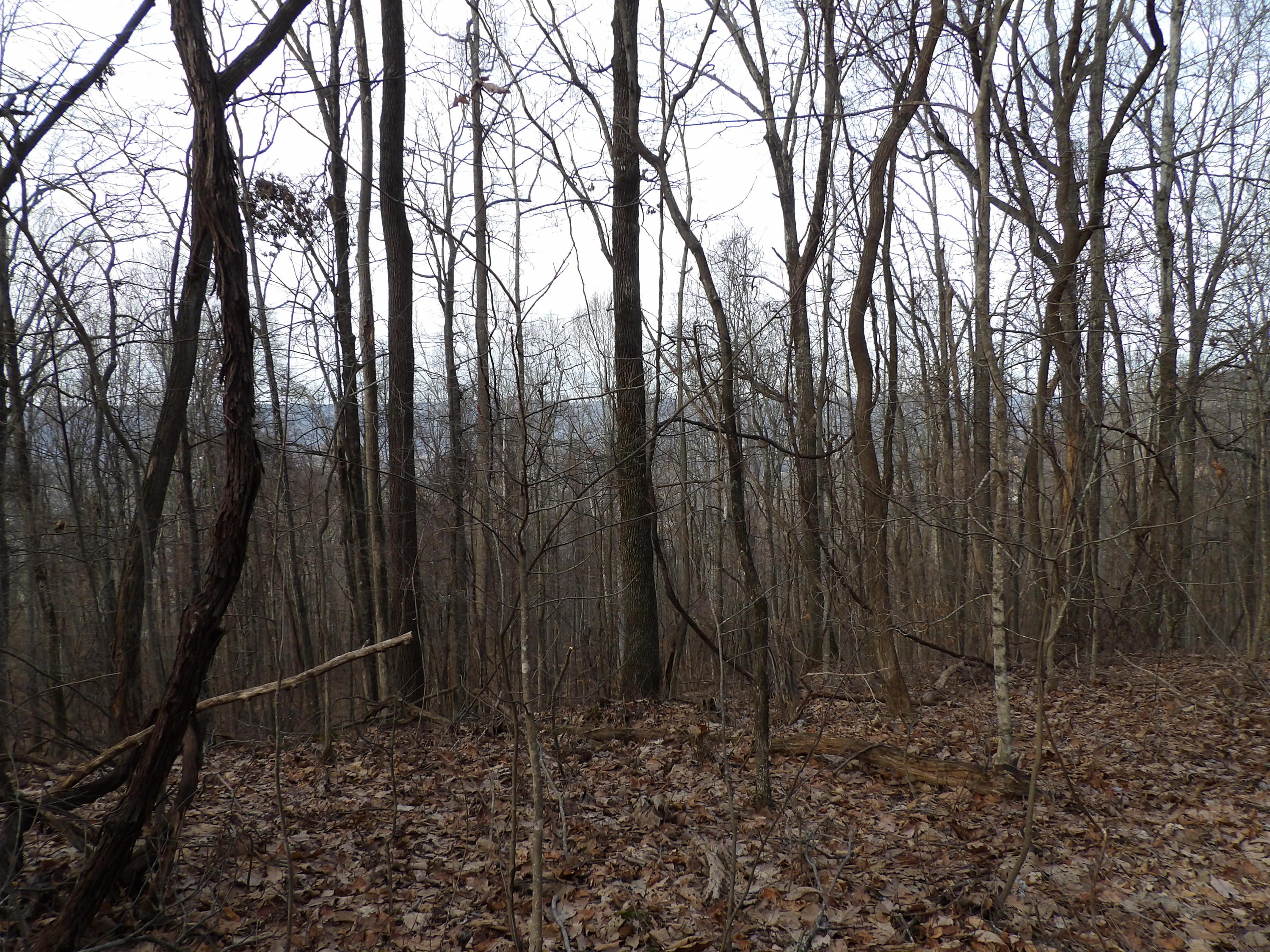 5 Cherokee Ridge Road, Unit 110 Pikeville, TN 37367 - Photo 8 of 9 100_0548