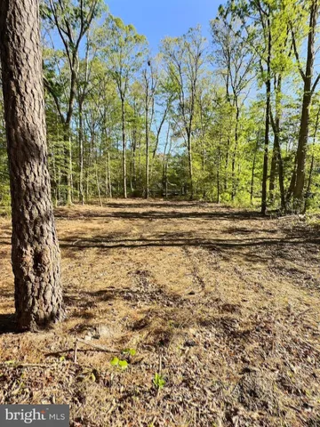 a view of a yard with a trees
