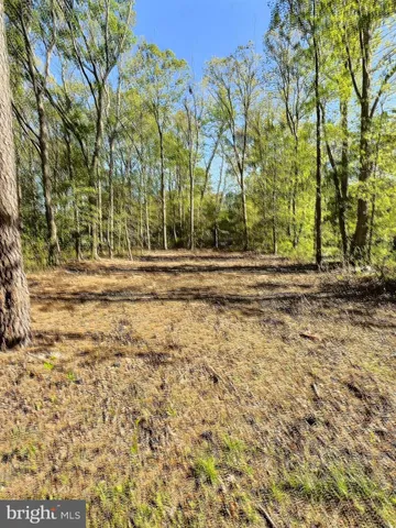 a view of a yard with an trees