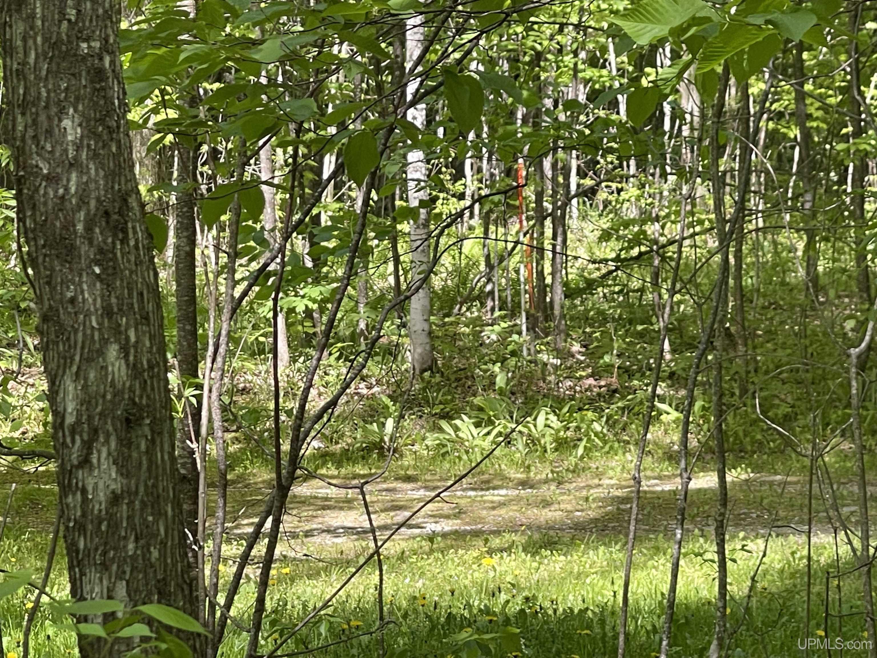 Tbd Tbd Banking Ground Road Germfask, MI 49836 - Photo 19 of 36