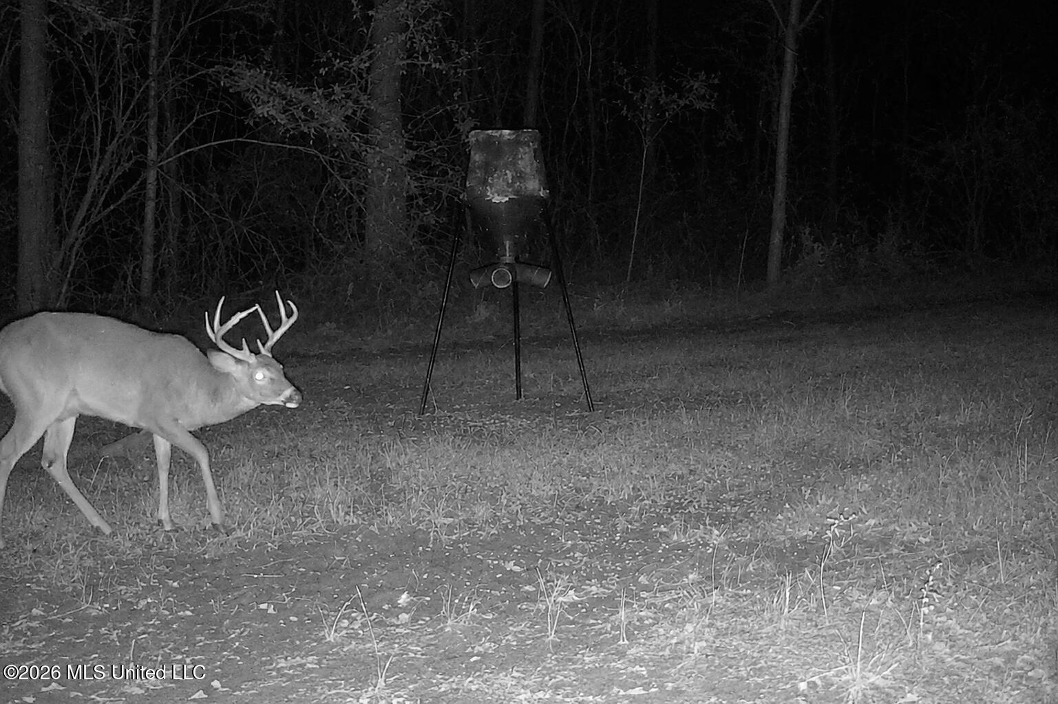 Jerusalem Road Liberty, MS 39645 - Photo 44 of 93 Trail Cam 3