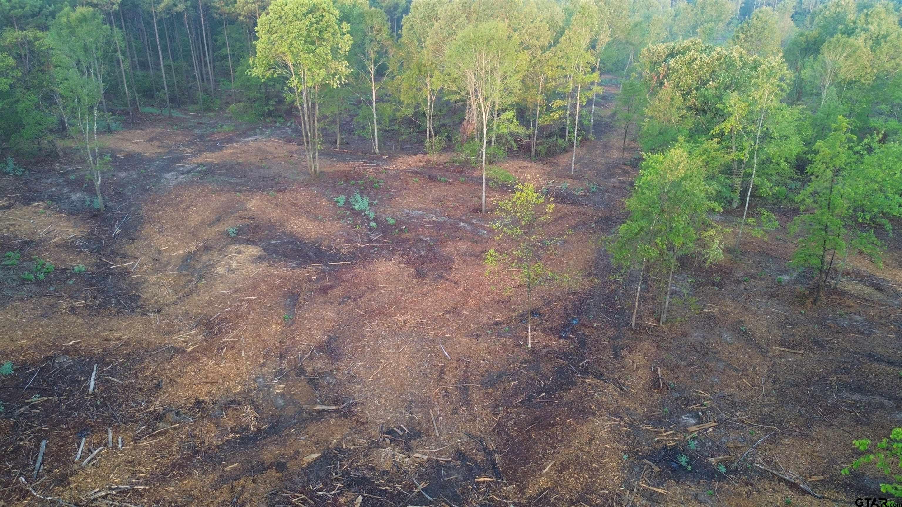 2000 Highway 80 Haughton, LA 71037 - Photo 15 of 21 a view of a forest with trees