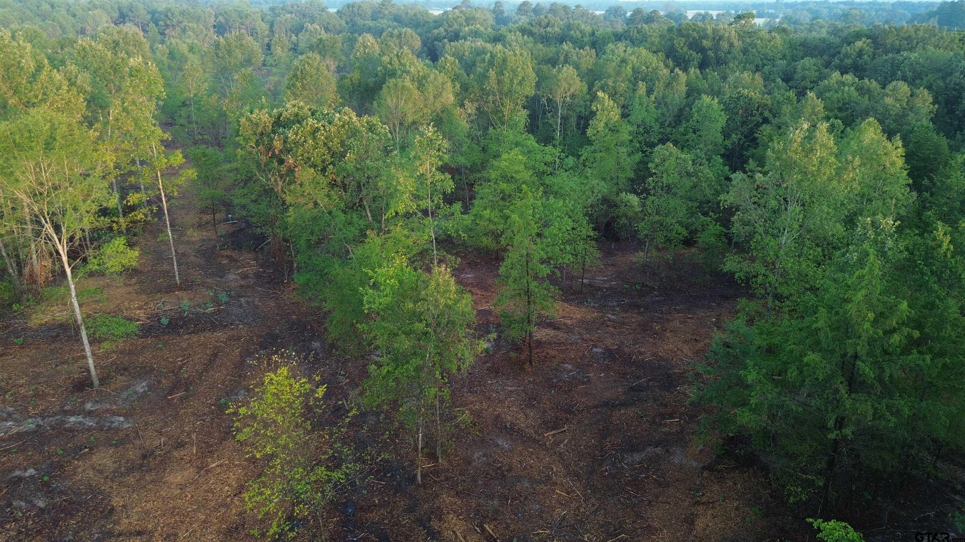 2000 Highway 80 Haughton, LA 71037 - Photo 17 of 21 a view of a forest with lots of trees