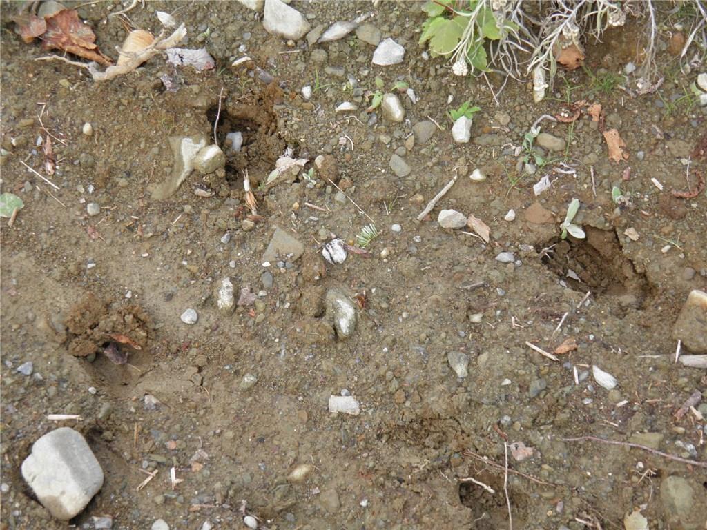 0 Orris Lamb Road Dallas Plt, ME 04970 - Photo 16 of 35 Deer tracks.
