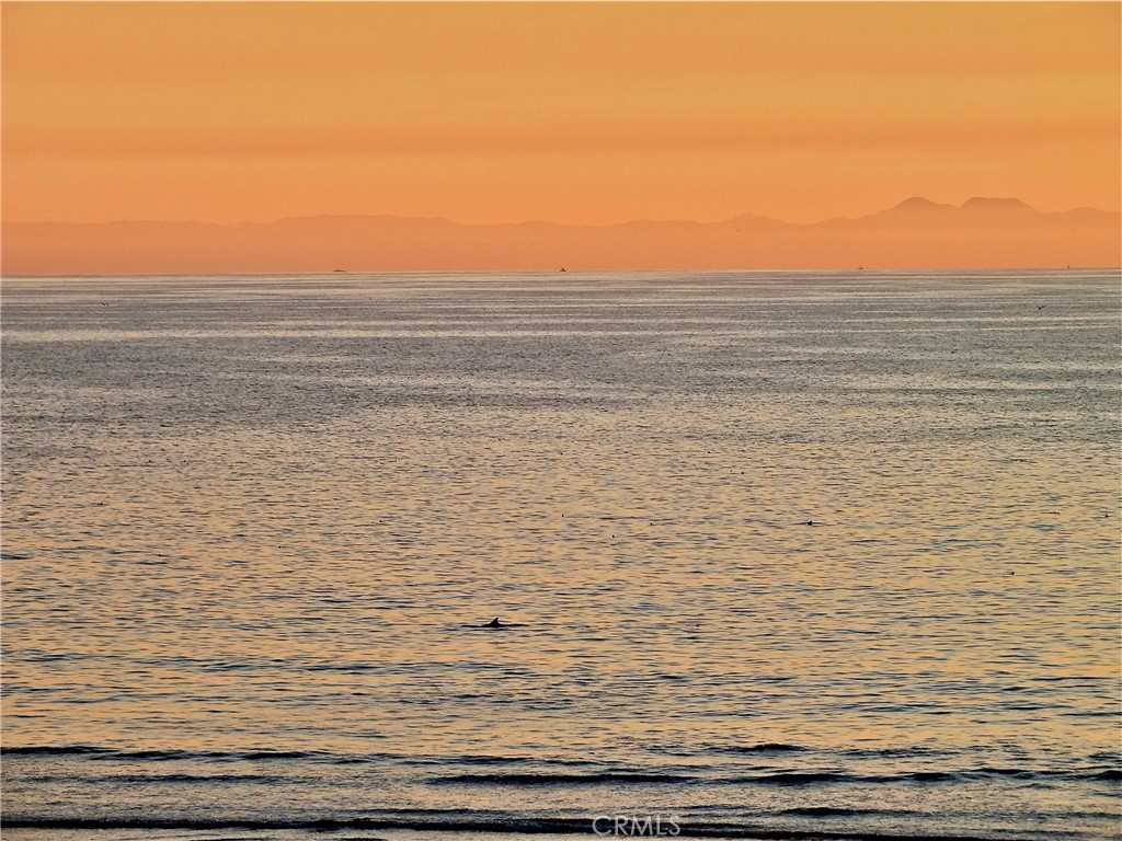 1808 East Appleton Street, Unit 6 Long Beach, CA 90802 - Photo 41 of 41 You might just spot a Dolphin. (Look at the pic closely)