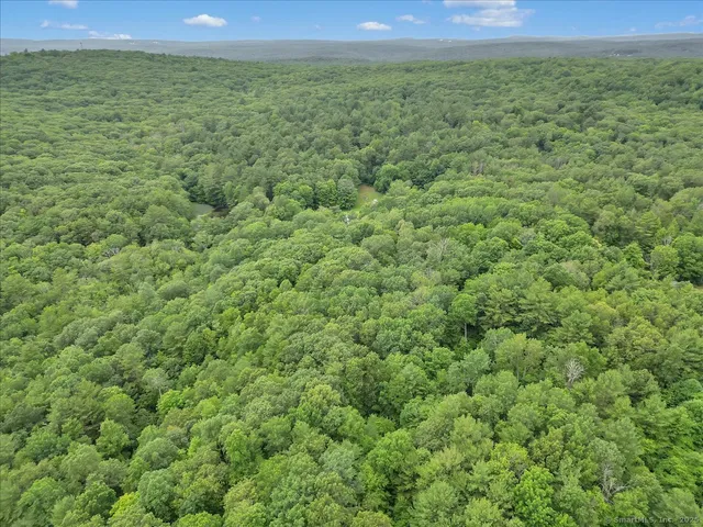 a view of a big yard with plants and large trees