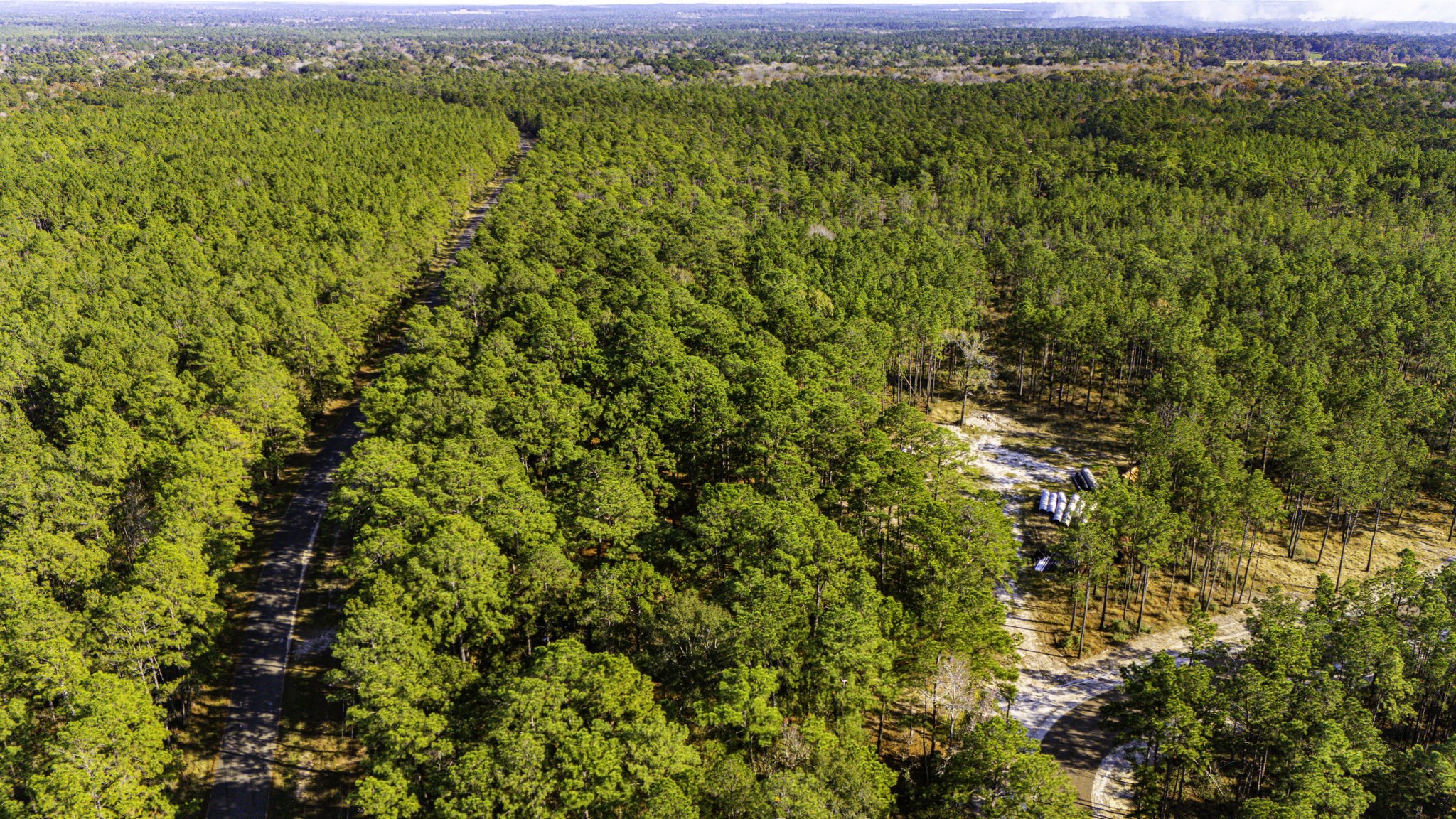 313 King Ranch Road Onalaska, TX 77360 - Photo 14 of 24 a view of a large yard with plants and large trees