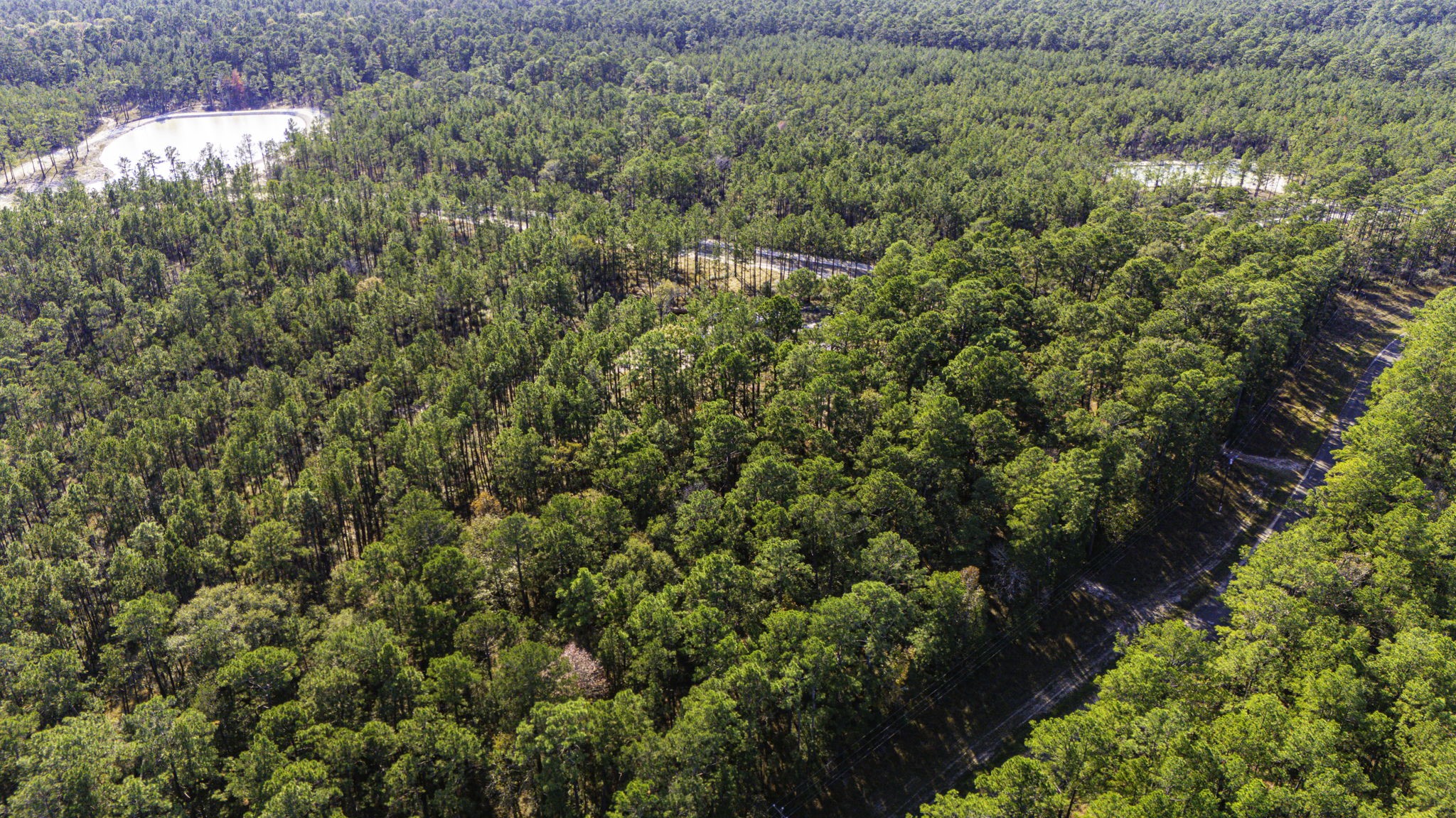 313 King Ranch Road Onalaska, TX 77360 - Photo 16 of 24 a view of a lush green forest with a lush green forest
