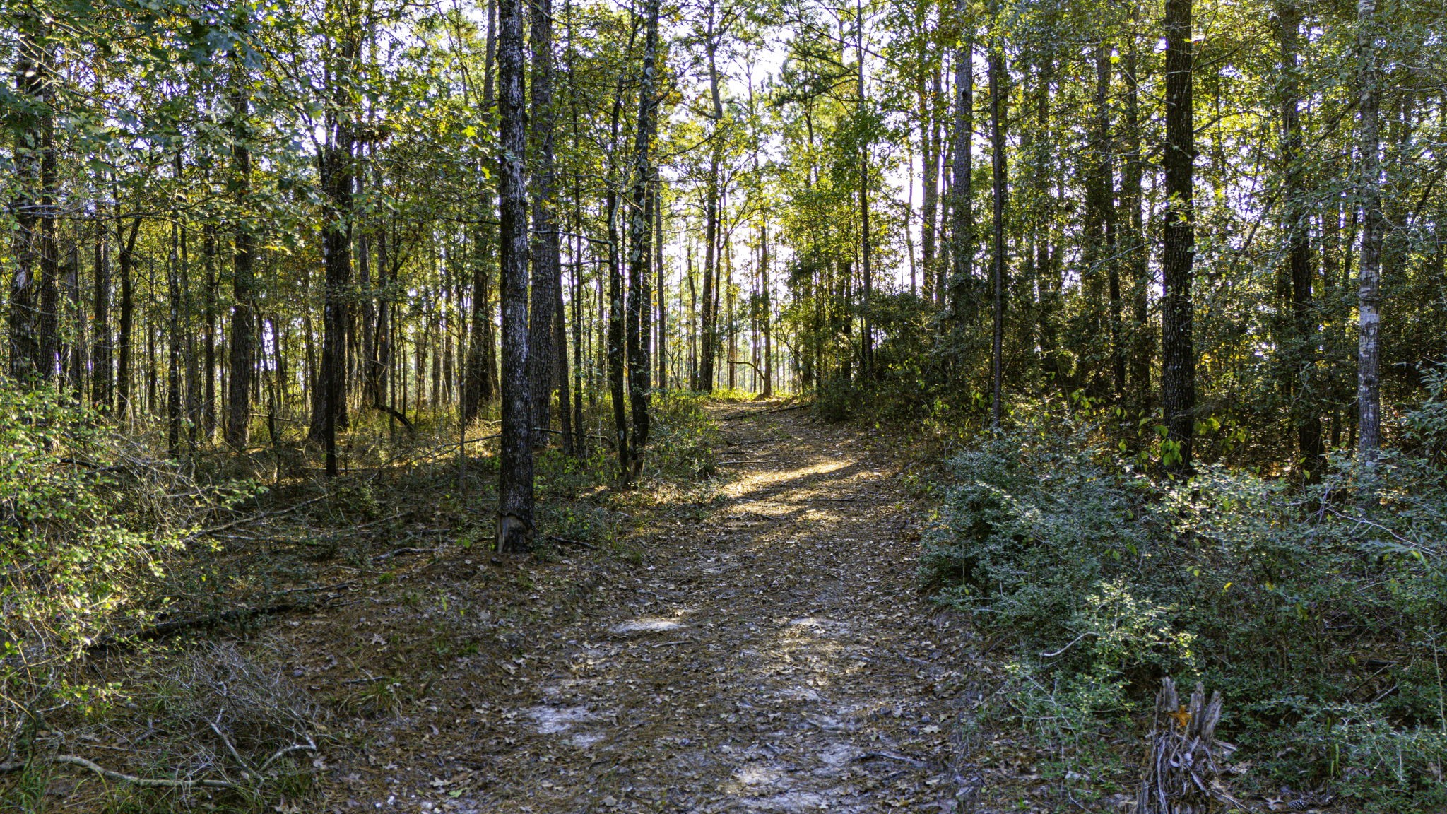 313 King Ranch Road Onalaska, TX 77360 - Photo 20 of 24 a backyard of a house with lots of plants and large trees