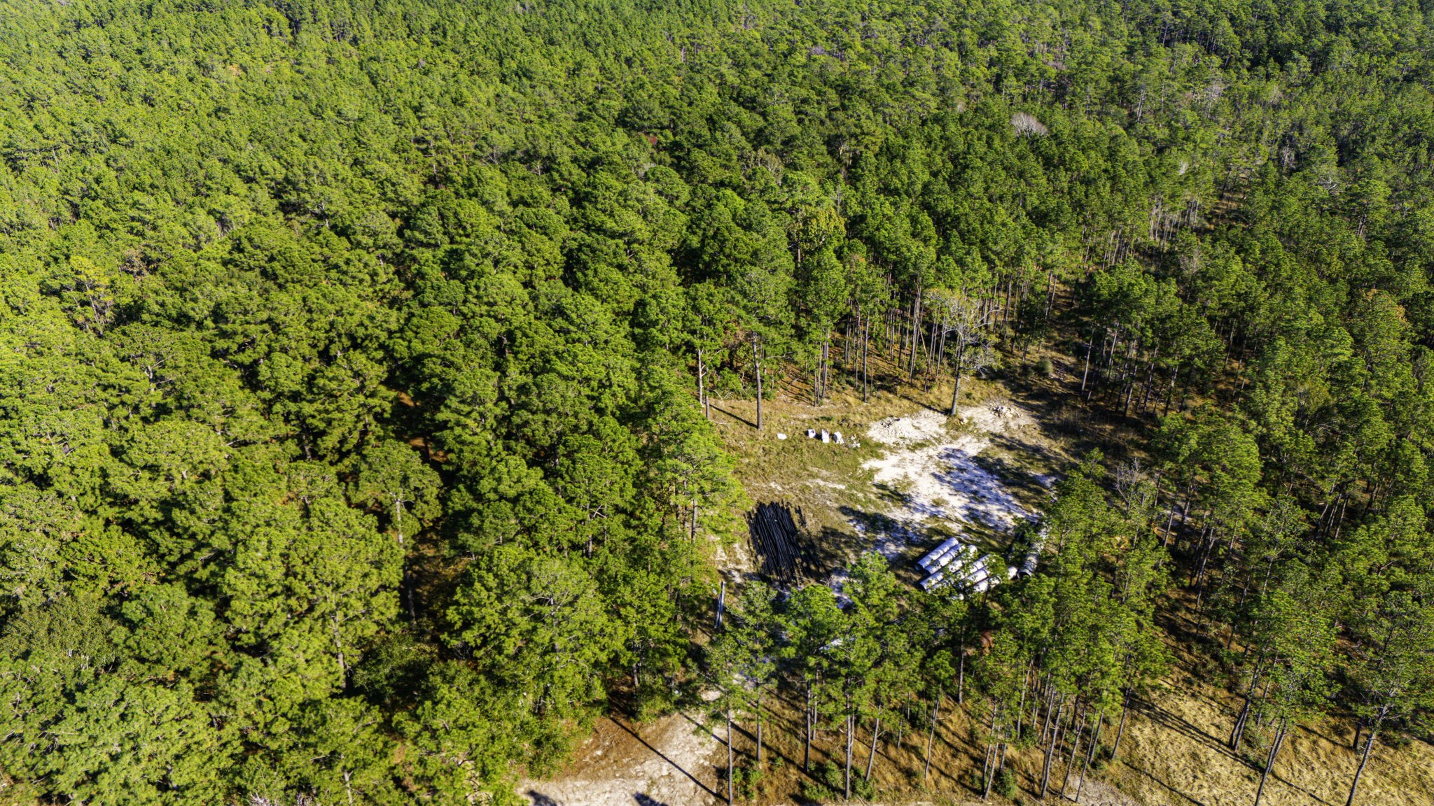 313 King Ranch Road Onalaska, TX 77360 - Photo 10 of 24 a view of a tree