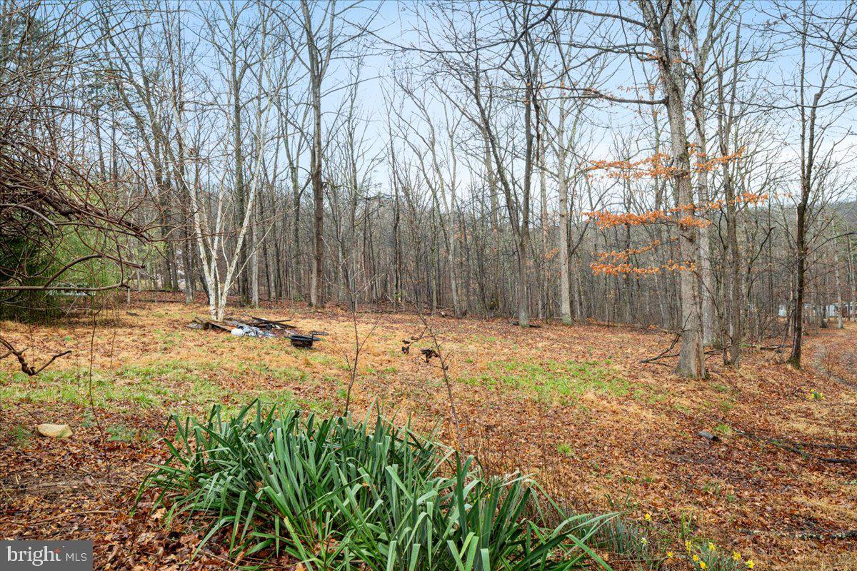 297 Deer Run Road Gore, VA 22637 - Photo 21 of 23 Serene woodland retreat awaits discovery.