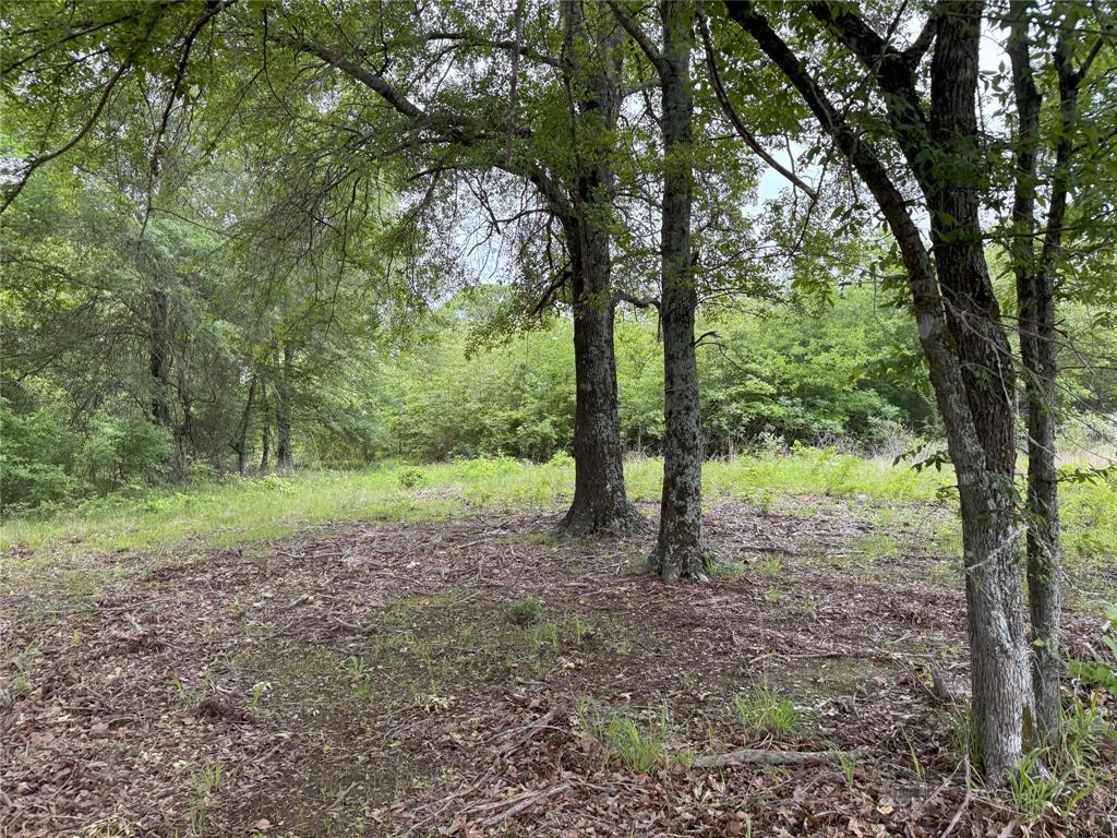Lot 25 Rains County Road 2610 Alba, TX 75410 - Photo 8 of 14 a view of a forest with trees