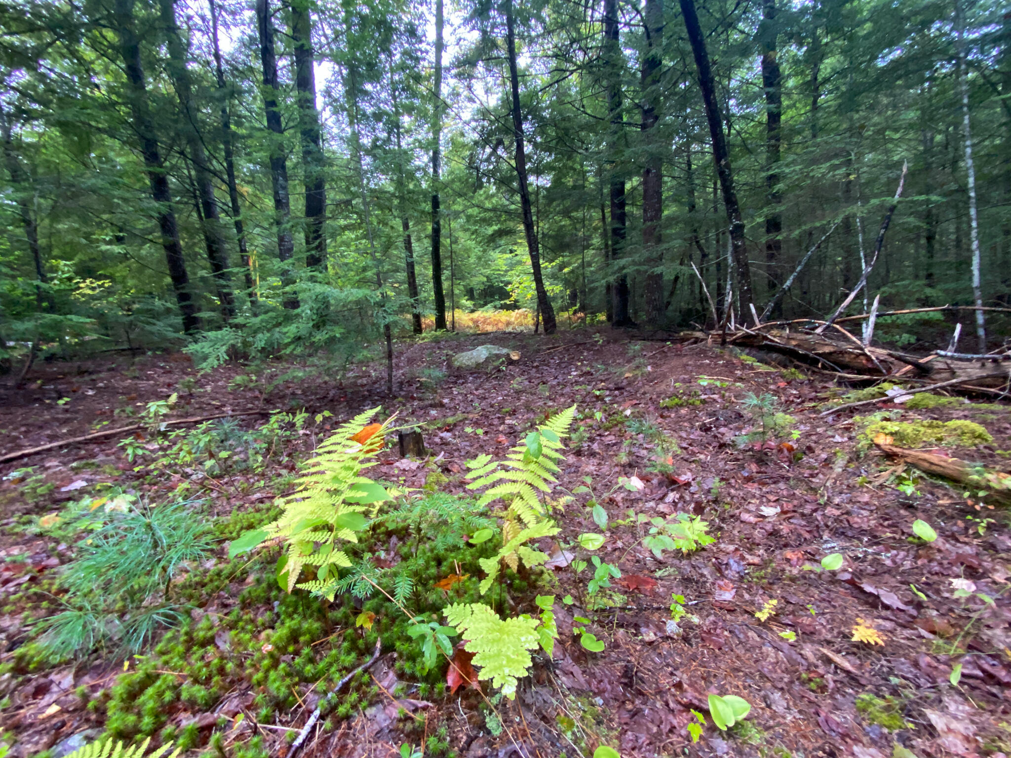 0 Ski Trail Road Lincoln, ME 04457 - Photo 12 of 20 Photo Sep 21, 7 35 22 AM