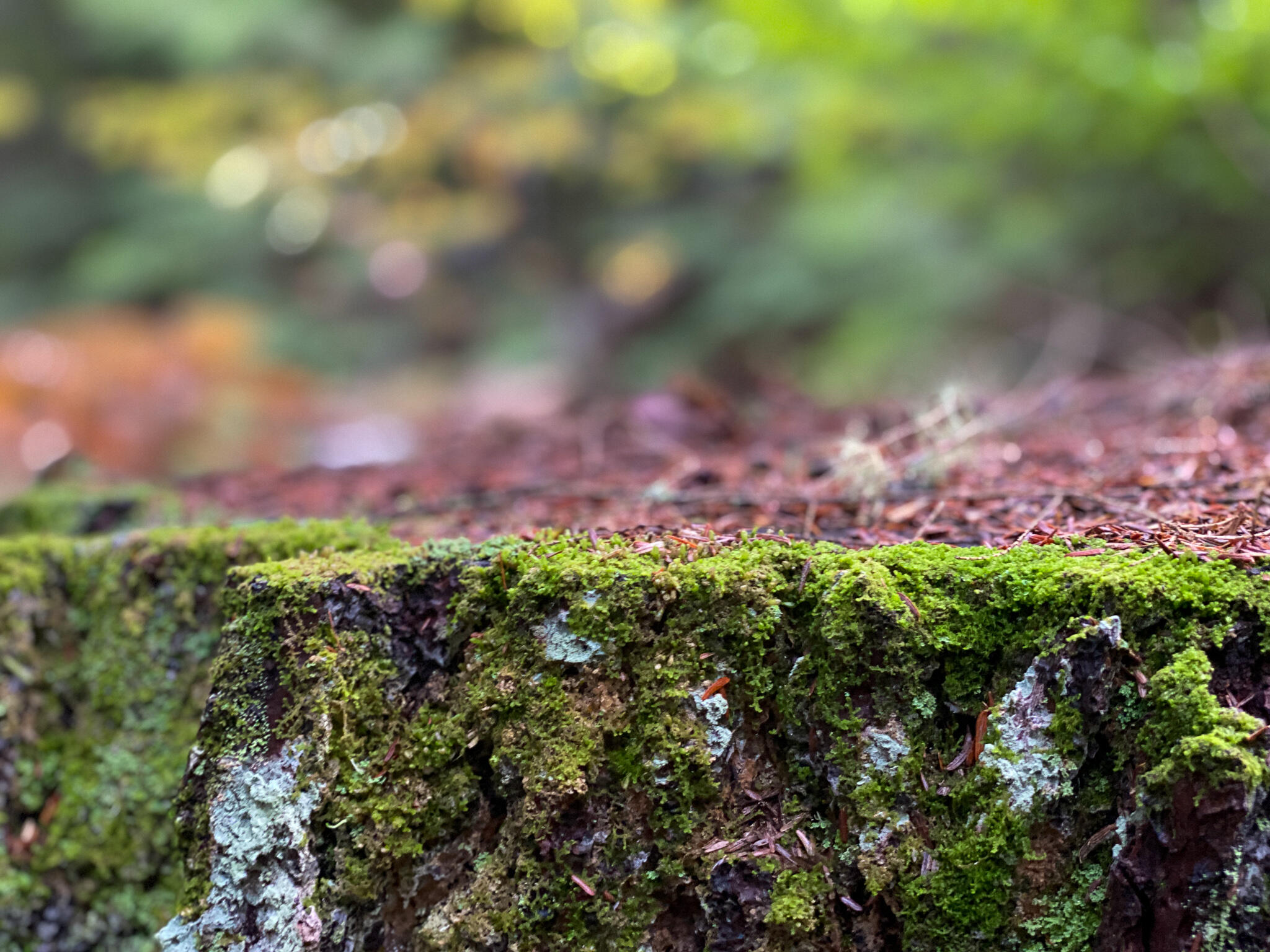 0 Ski Trail Road Lincoln, ME 04457 - Photo 13 of 20 Photo Sep 21, 7 35 46 AM